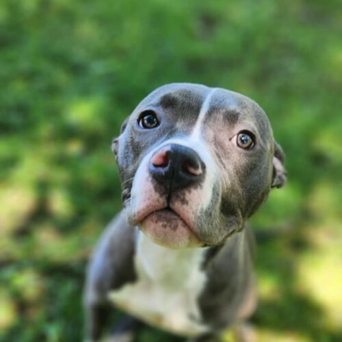 Bluey