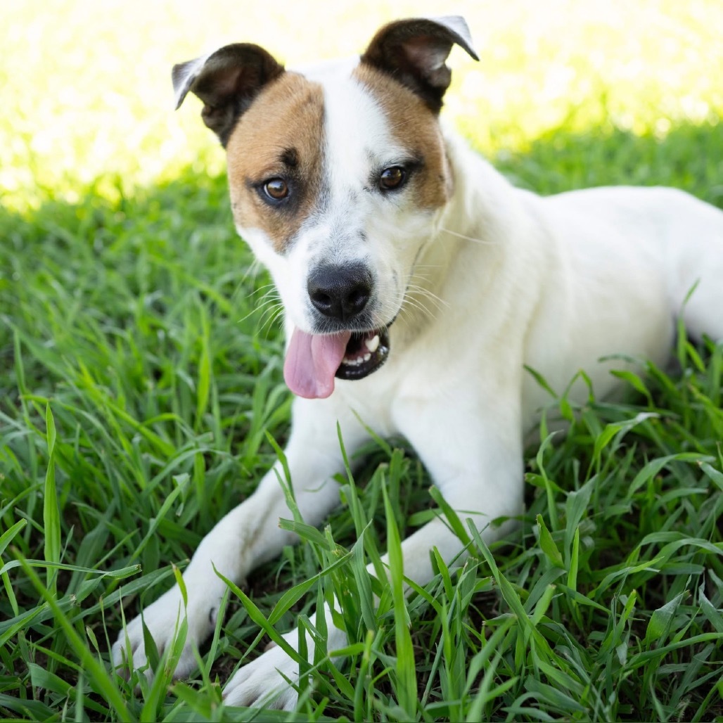 Jack (formerly Gilligan)