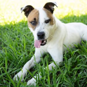 Jack (formerly Gilligan), Adult Male unknown