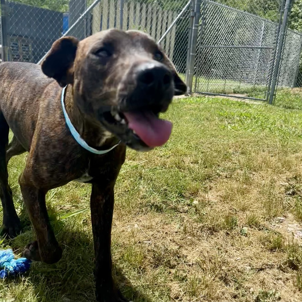 Dash (formerly Powerade)