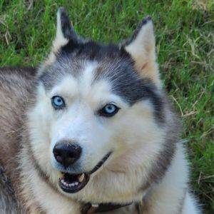 Skye, Senior Female unknown