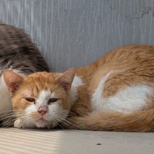 Popeyes, Senior Male unknown
