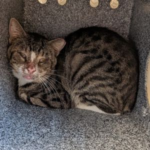 Sonic, Adult Male unknown