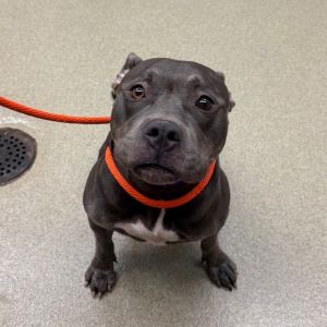 Moonlight, Adult Female unknown