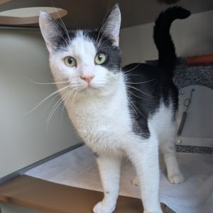 Chip, Adult Male unknown
