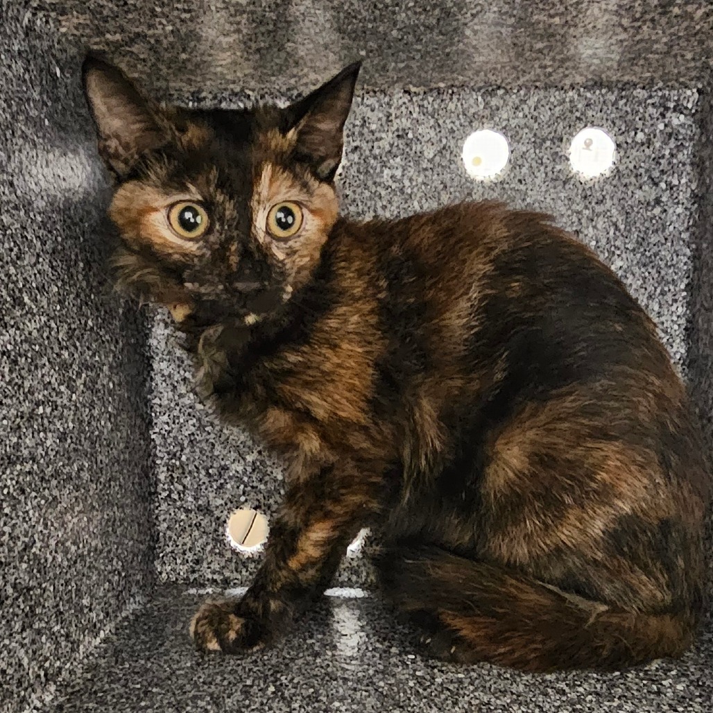 Holy Moly! - AT PETCO