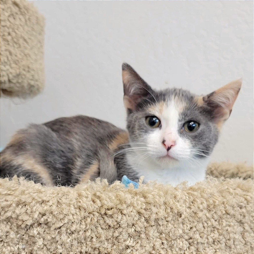 Chloe