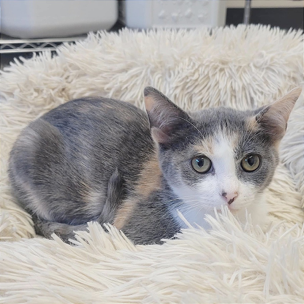 Chloe