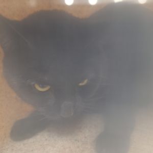 Duke, Senior Male unknown