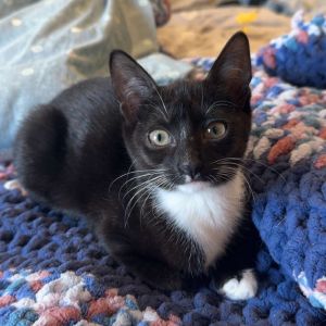 Tuxie Pooh, Baby Female unknown