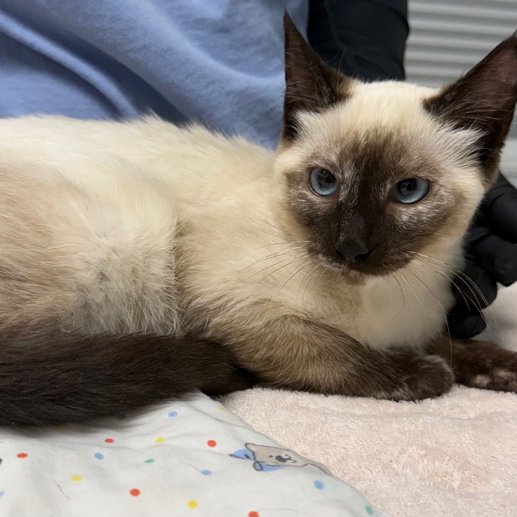 Sammy, an adoptable Siamese in Mount Shasta, CA, 96067 | Photo Image 1