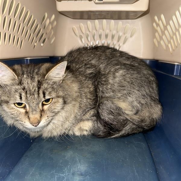 Bella, an adoptable American Shorthair in Mount Shasta, CA, 96067 | Photo Image 1