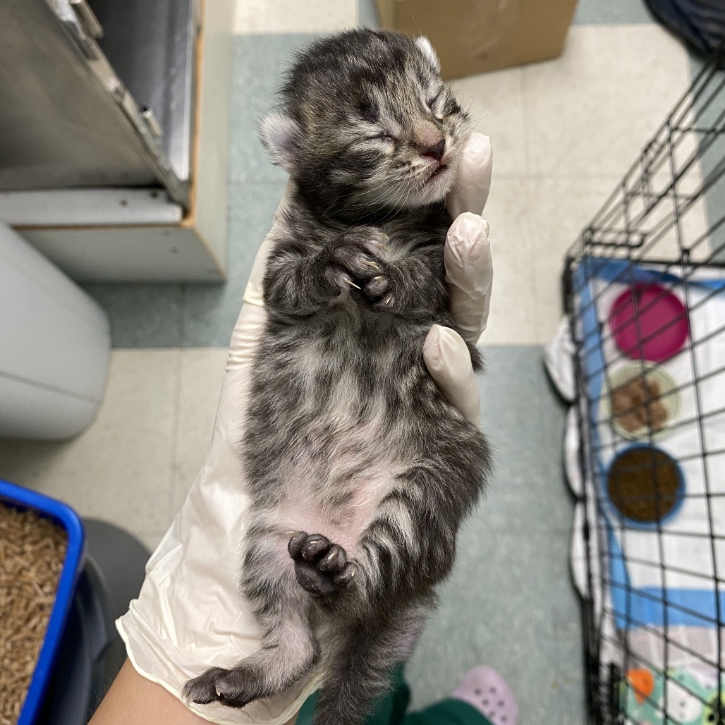 Ash, an adoptable American Shorthair in Mount Shasta, CA, 96067 | Photo Image 1
