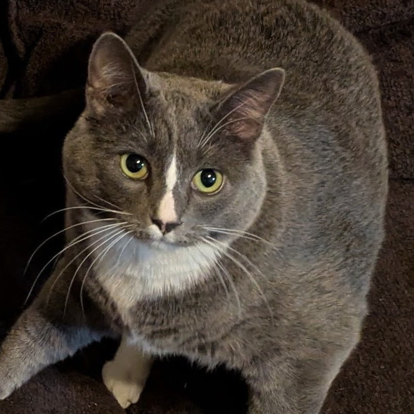 Coco, an adoptable Domestic Medium Hair in Mount Shasta, CA, 96067 | Photo Image 1
