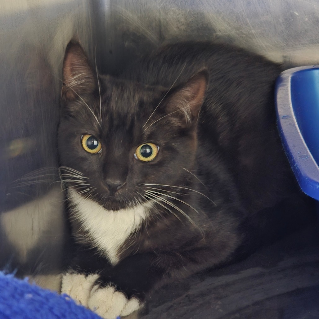 Socks, an adoptable Domestic Short Hair in Mount Shasta, CA, 96067 | Photo Image 1
