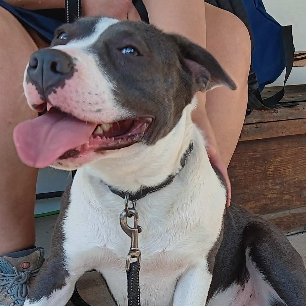 Yoshi, an adoptable Pit Bull Terrier in Mount Shasta, CA, 96067 | Photo Image 1