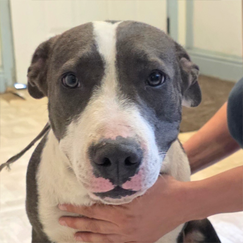 Yoshi, an adoptable Pit Bull Terrier in Mount Shasta, CA, 96067 | Photo Image 2