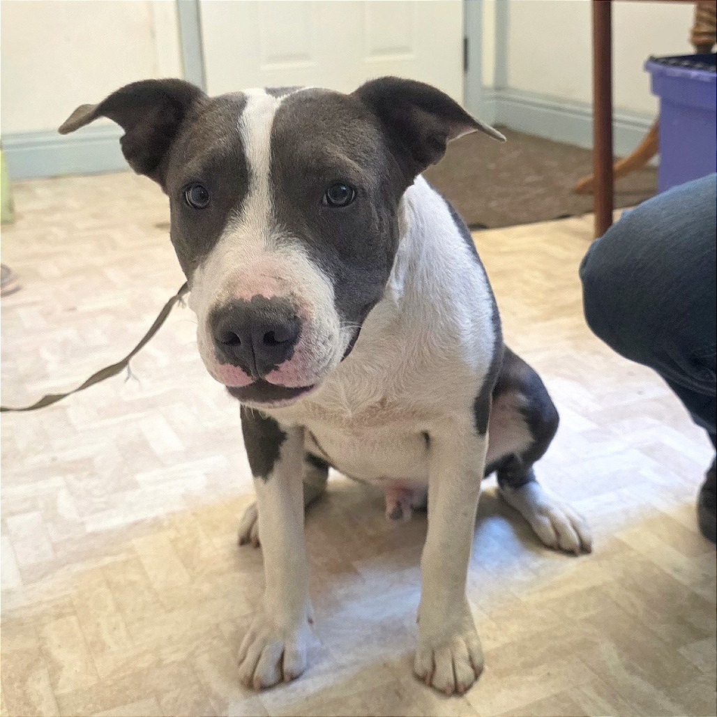 Yoshi, an adoptable Pit Bull Terrier in Mount Shasta, CA, 96067 | Photo Image 3