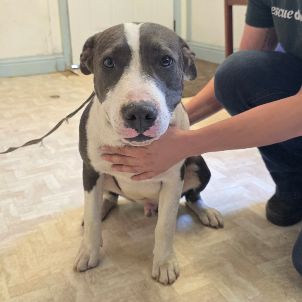 Yoshi, an adoptable Pit Bull Terrier in Mount Shasta, CA, 96067 | Photo Image 4