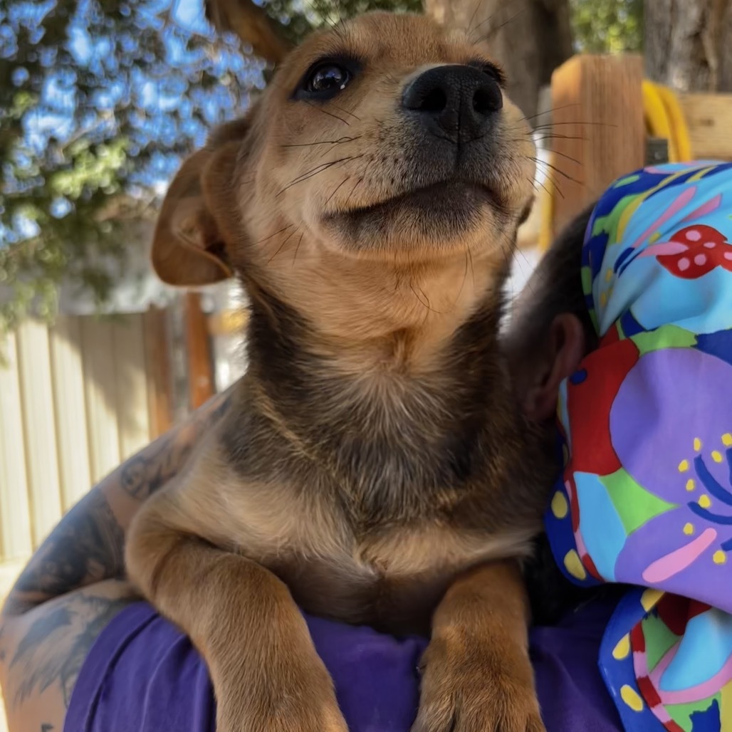 Zelda