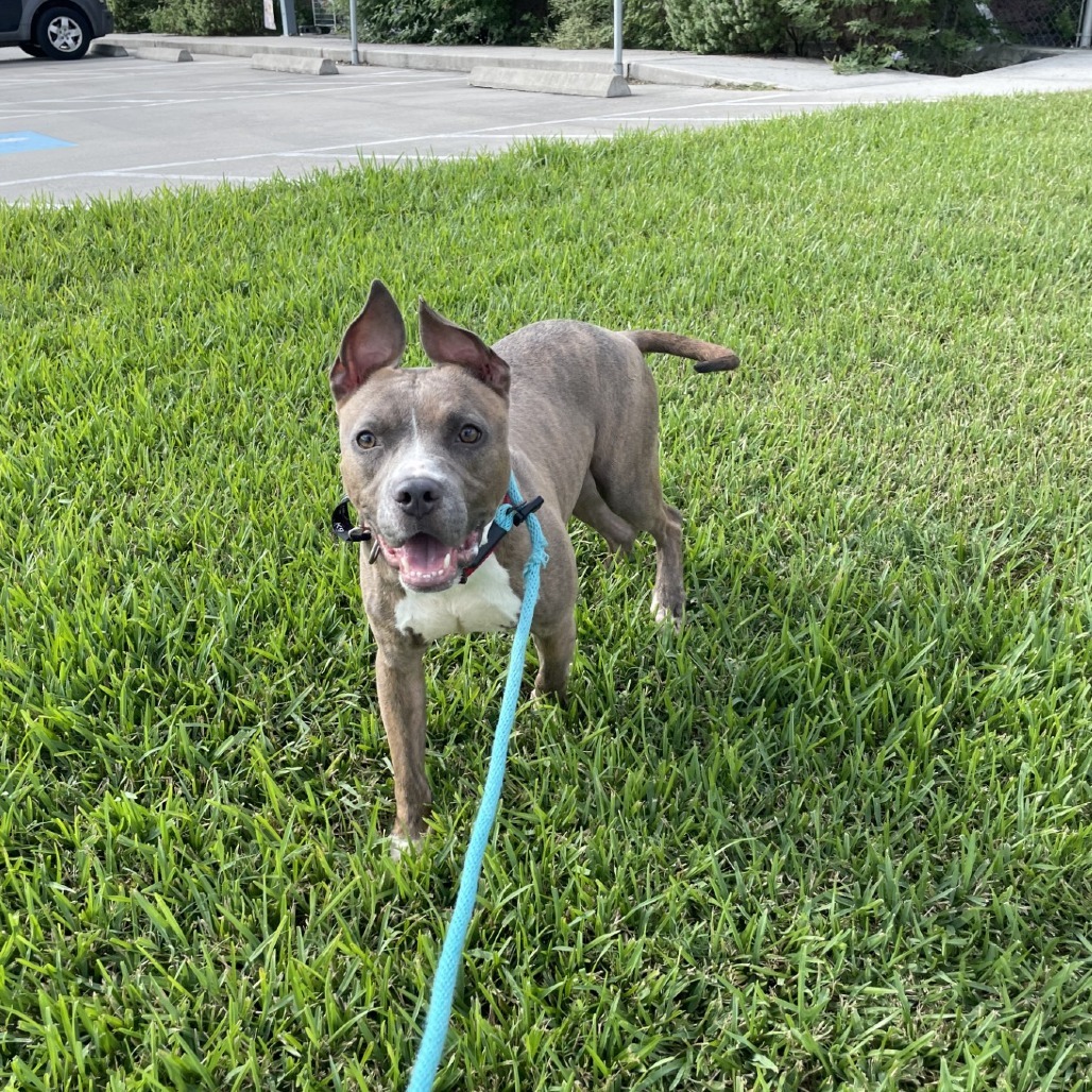 Milo