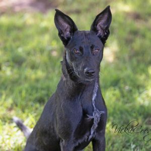 Shadow, Adult Female unknown