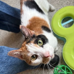 Francesca, Senior Female unknown
