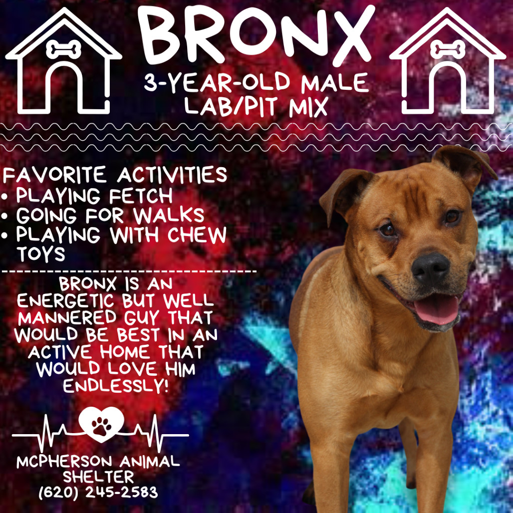 Bronx, an adoptable Pit Bull Terrier in McPherson, KS, 67460 | Photo Image 1