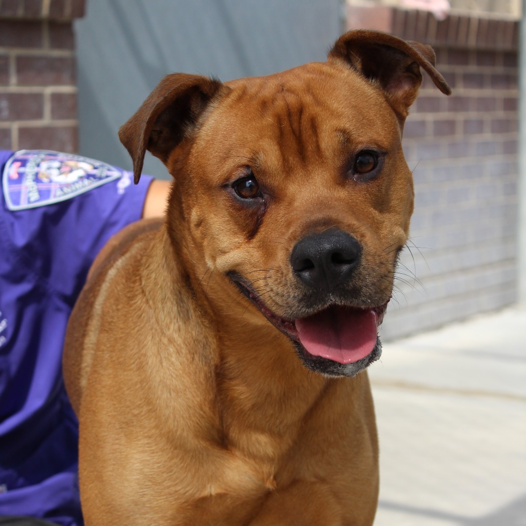 Bronx, an adoptable Pit Bull Terrier in McPherson, KS, 67460 | Photo Image 2