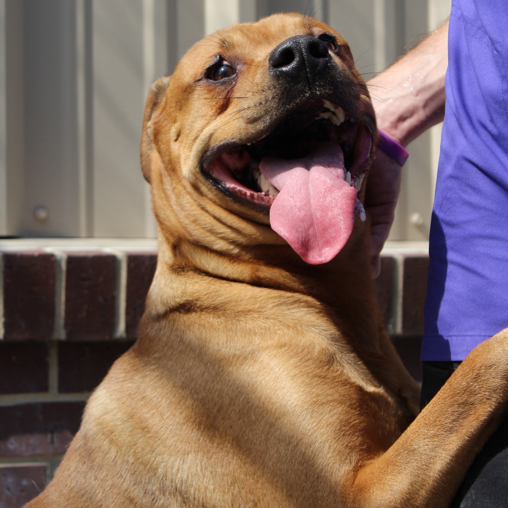Bronx, an adoptable Pit Bull Terrier in McPherson, KS, 67460 | Photo Image 3