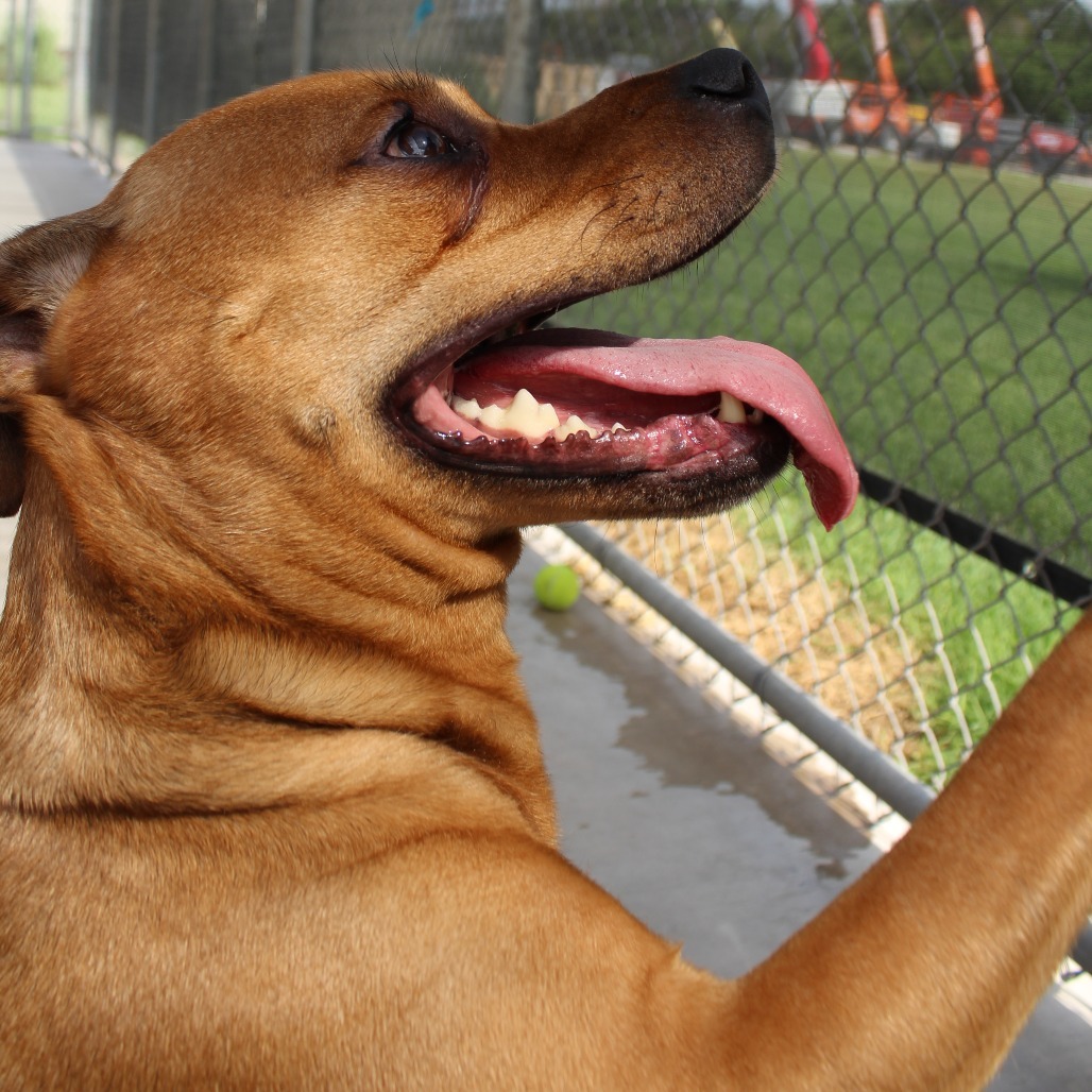 Bronx, an adoptable Pit Bull Terrier in McPherson, KS, 67460 | Photo Image 4