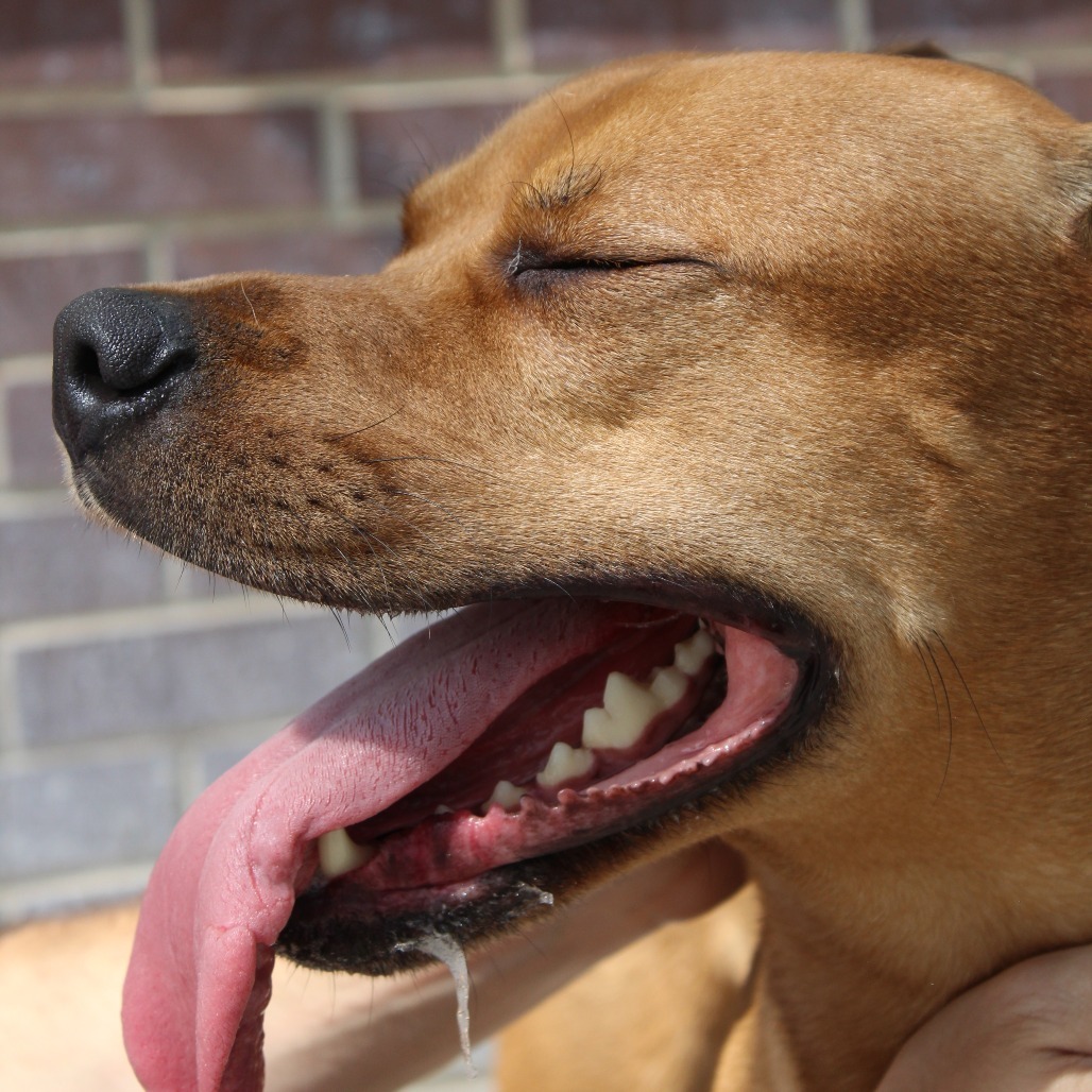 Bronx, an adoptable Pit Bull Terrier in McPherson, KS, 67460 | Photo Image 5