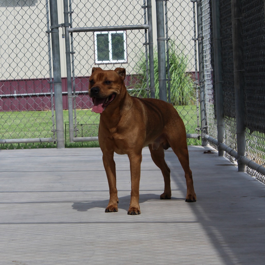 Bronx, an adoptable Pit Bull Terrier in McPherson, KS, 67460 | Photo Image 6