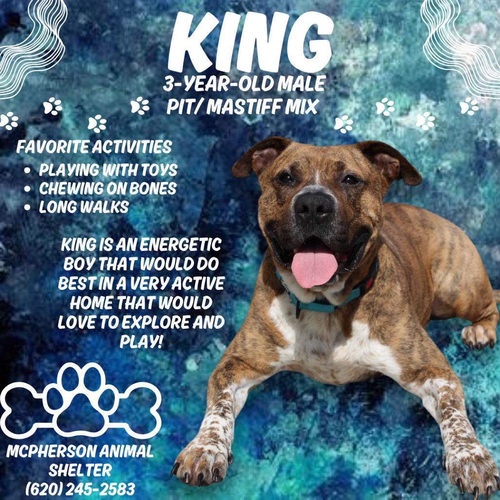 King, an adoptable American Bulldog, Mastiff in McPherson, KS, 67460 | Photo Image 1
