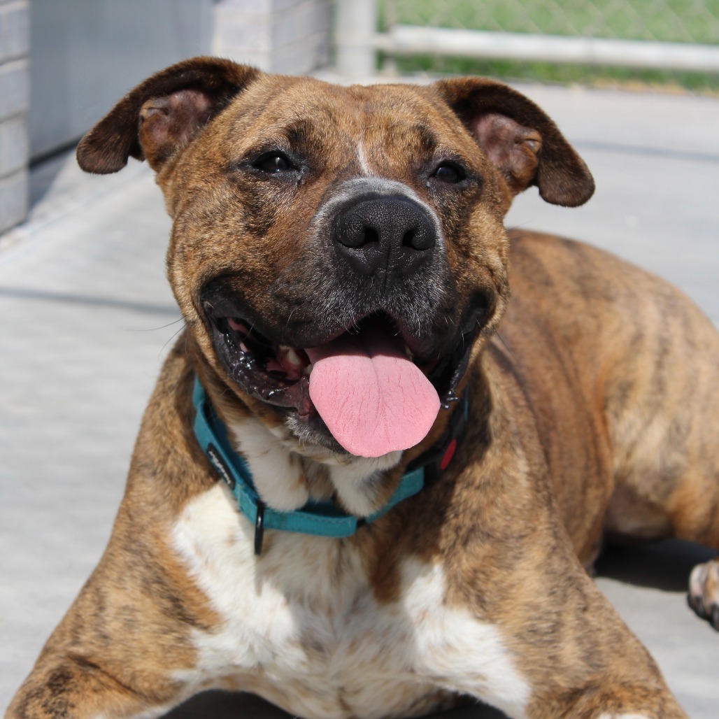 King, an adoptable American Bulldog, Mastiff in McPherson, KS, 67460 | Photo Image 2