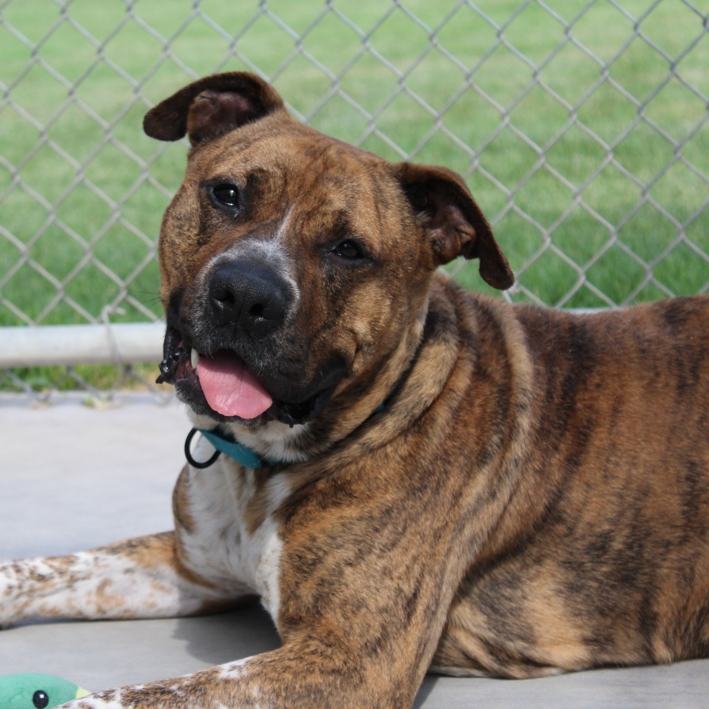 King, an adoptable American Bulldog, Mastiff in McPherson, KS, 67460 | Photo Image 3