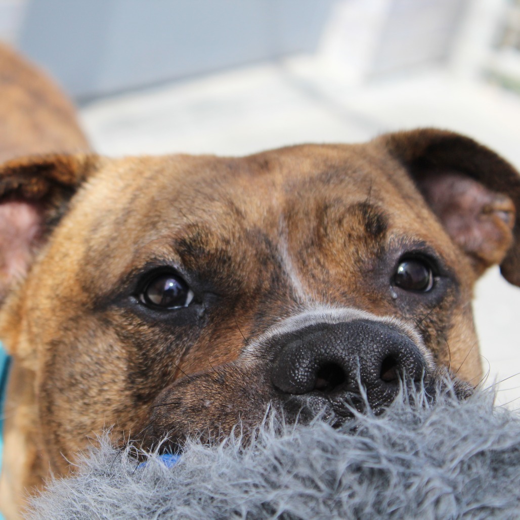 King, an adoptable American Bulldog, Mastiff in McPherson, KS, 67460 | Photo Image 4