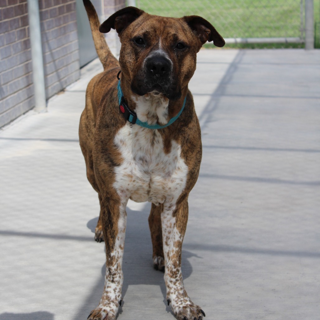 King, an adoptable American Bulldog, Mastiff in McPherson, KS, 67460 | Photo Image 5