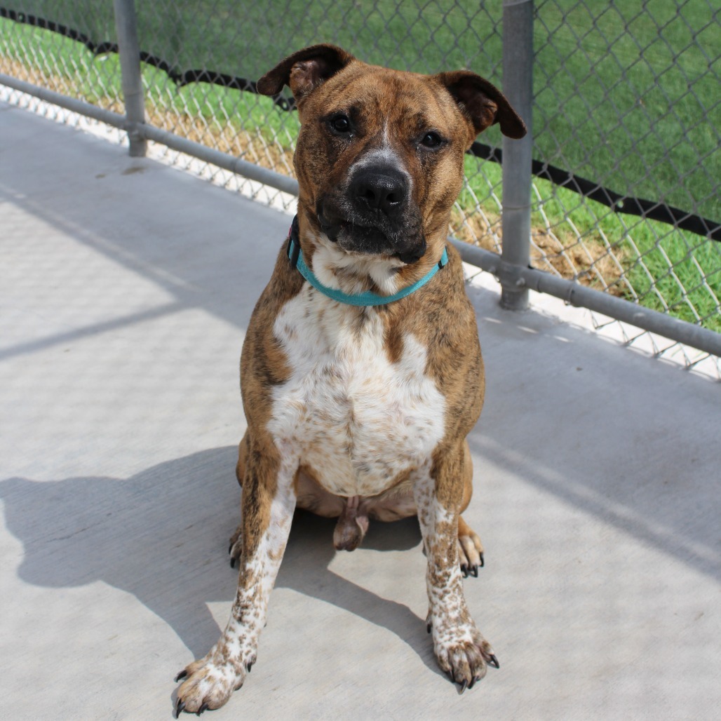 King, an adoptable American Bulldog, Mastiff in McPherson, KS, 67460 | Photo Image 6