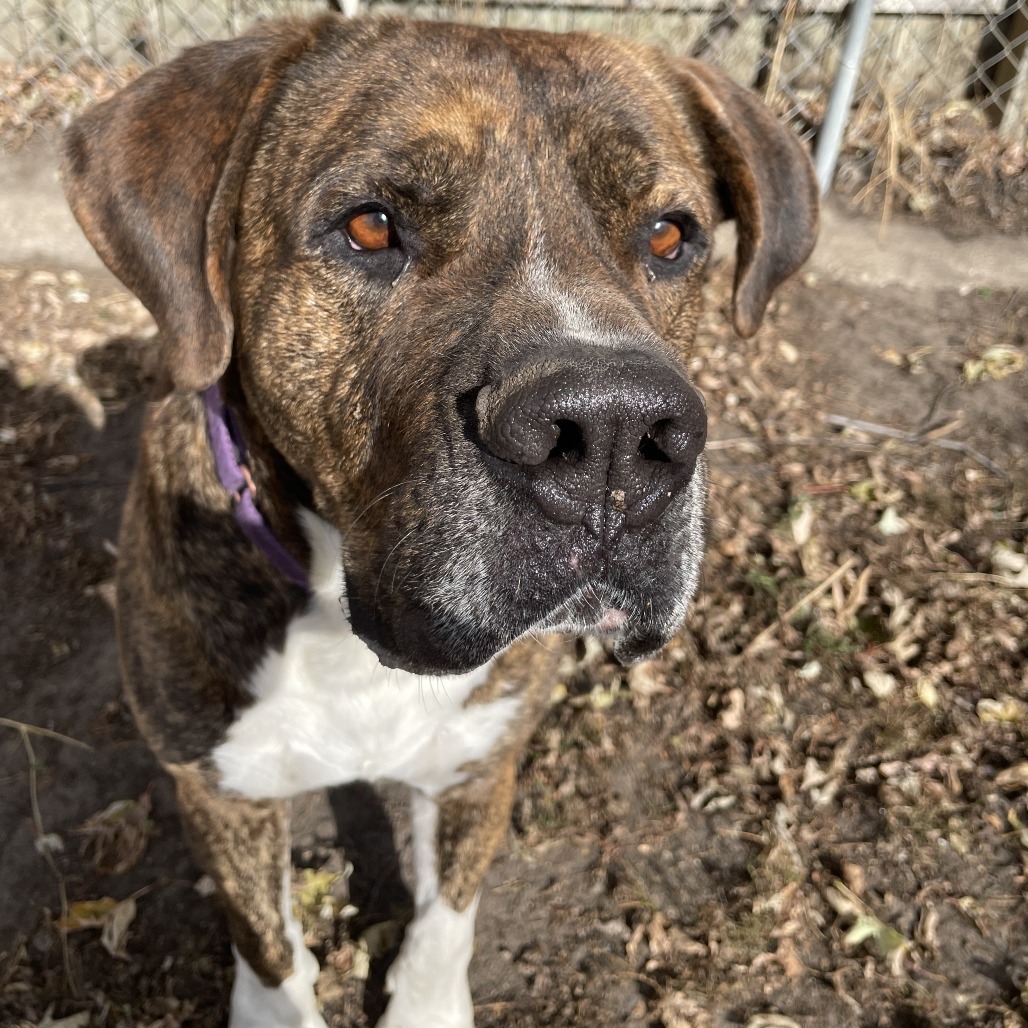 Big Mike, an adoptable Presa Canario in Wadena, MN, 56482 | Photo Image 1