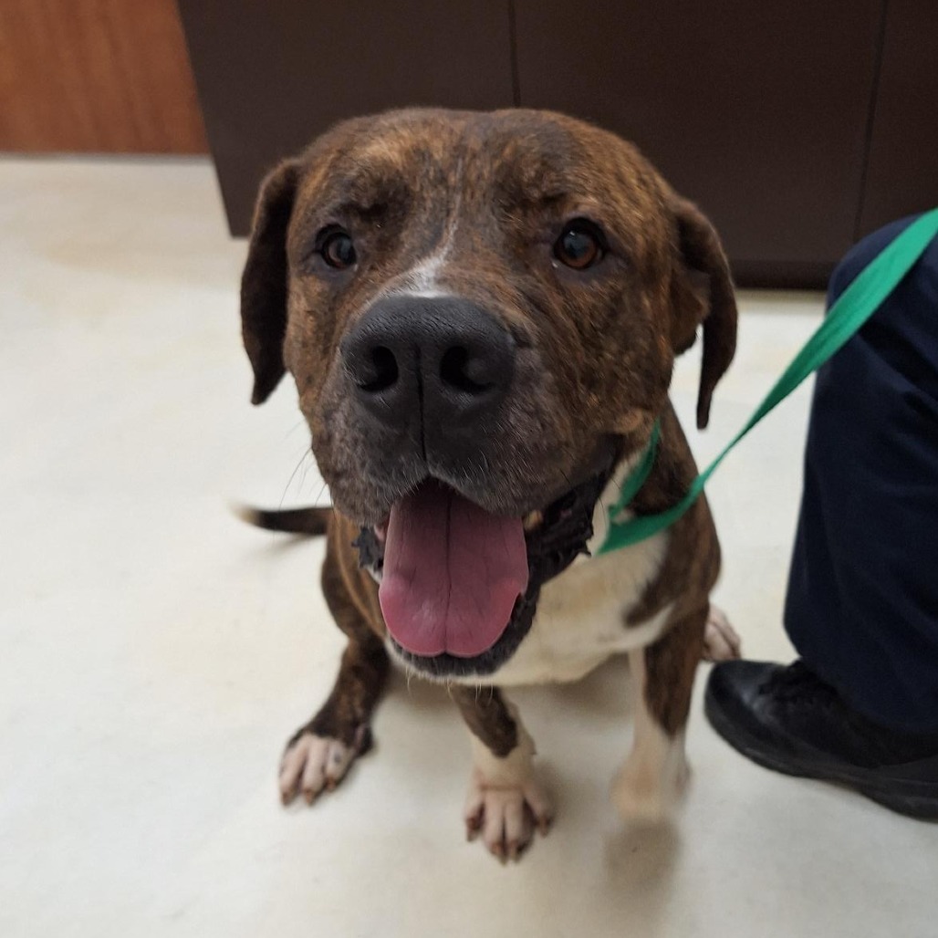 Big Mike, an adoptable Presa Canario in Wadena, MN, 56482 | Photo Image 2