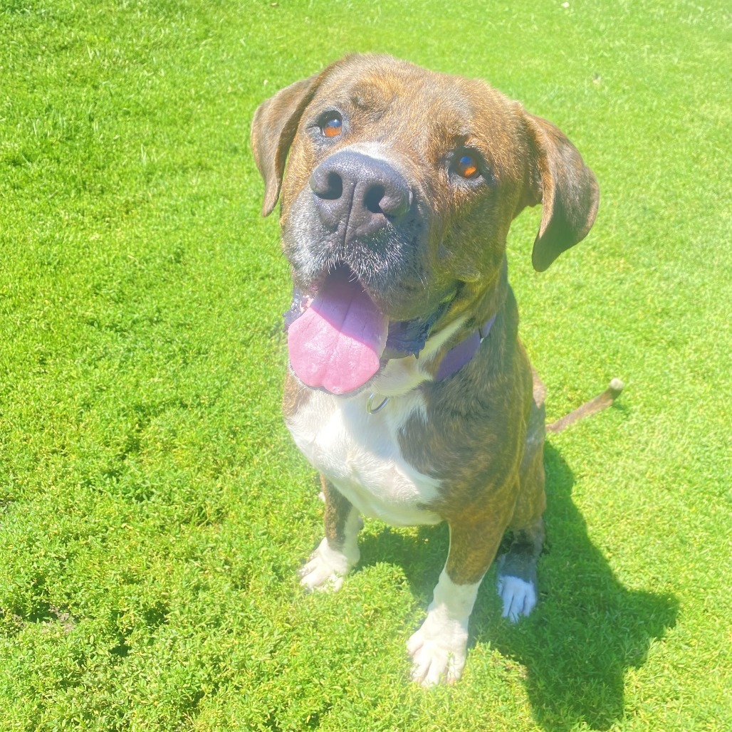 Big Mike, an adoptable Presa Canario in Wadena, MN, 56482 | Photo Image 3