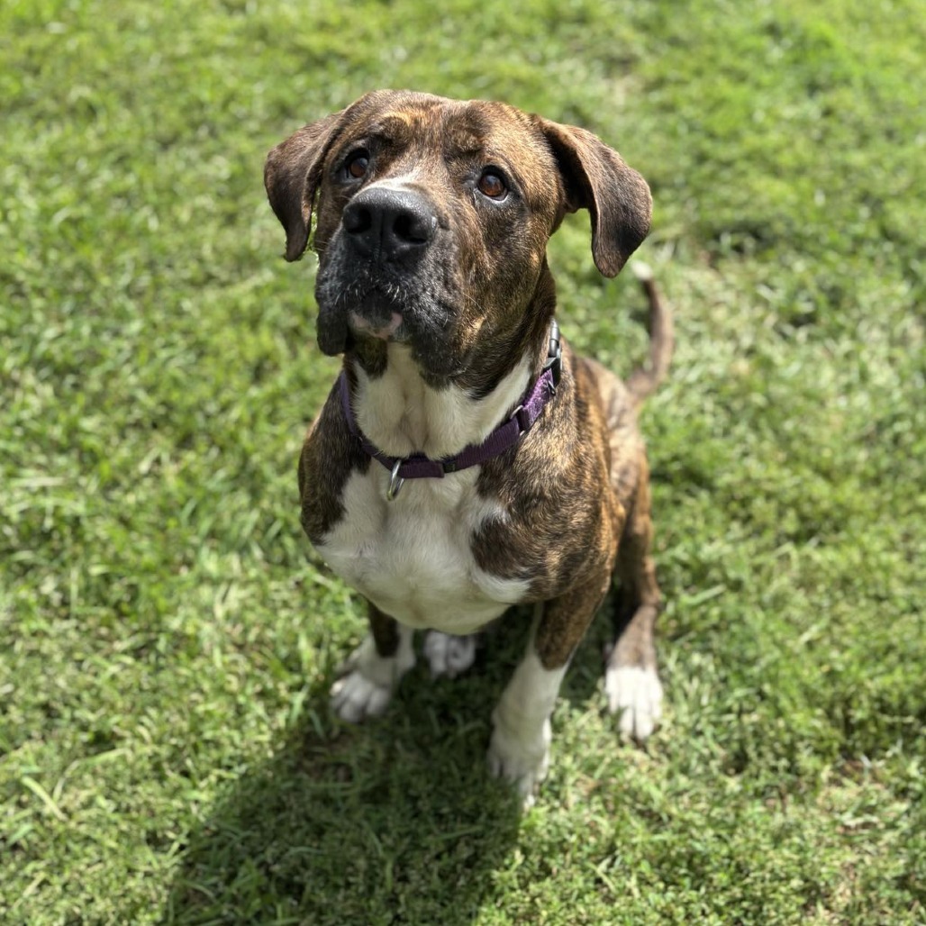Big Mike, an adoptable Presa Canario in Wadena, MN, 56482 | Photo Image 4