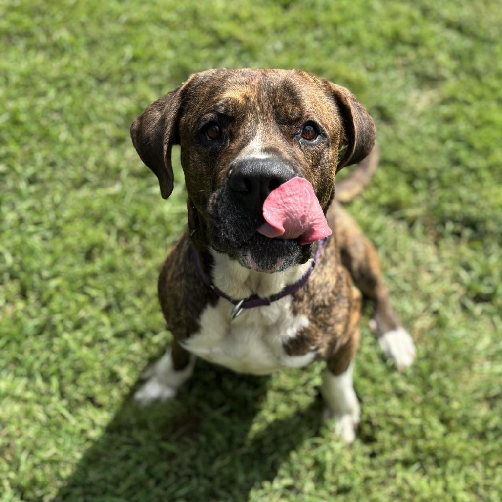 Big Mike, an adoptable Presa Canario in Wadena, MN, 56482 | Photo Image 5