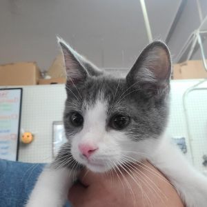 Oreo, Baby Male unknown