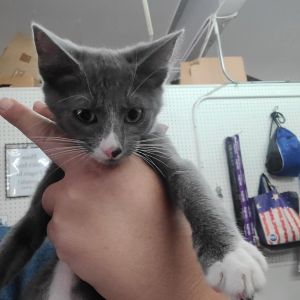 Smokey, Baby Male unknown