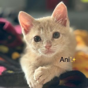 Ani, Baby Male unknown
