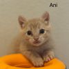 Ani photo 2