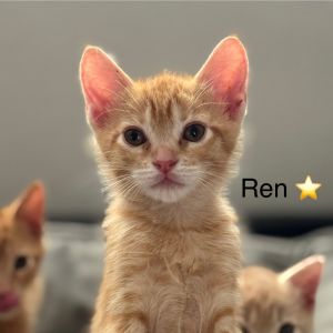 Ren, Baby Male unknown