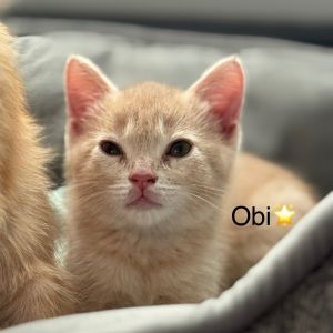 Obi, Baby Male unknown